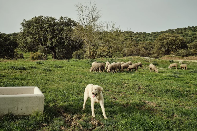 campo10