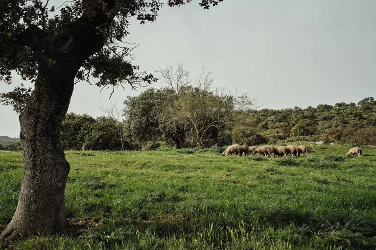 campo9